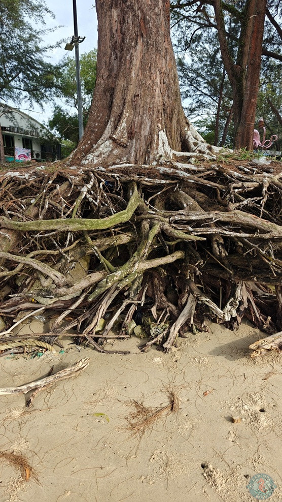Tanjong Lobang Beach Erosion 2