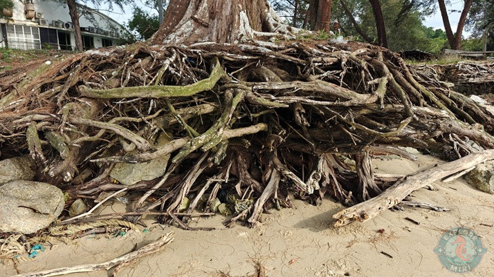 Tanjong Lobang Beach Erosion 3