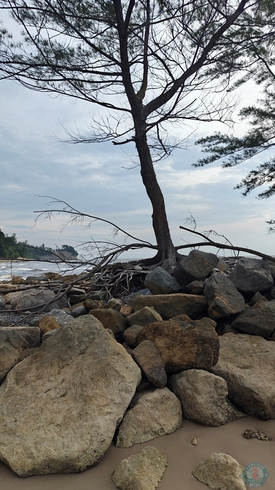 Tanjong Lobang Beach Weathered Pier Overgrown Plants 2