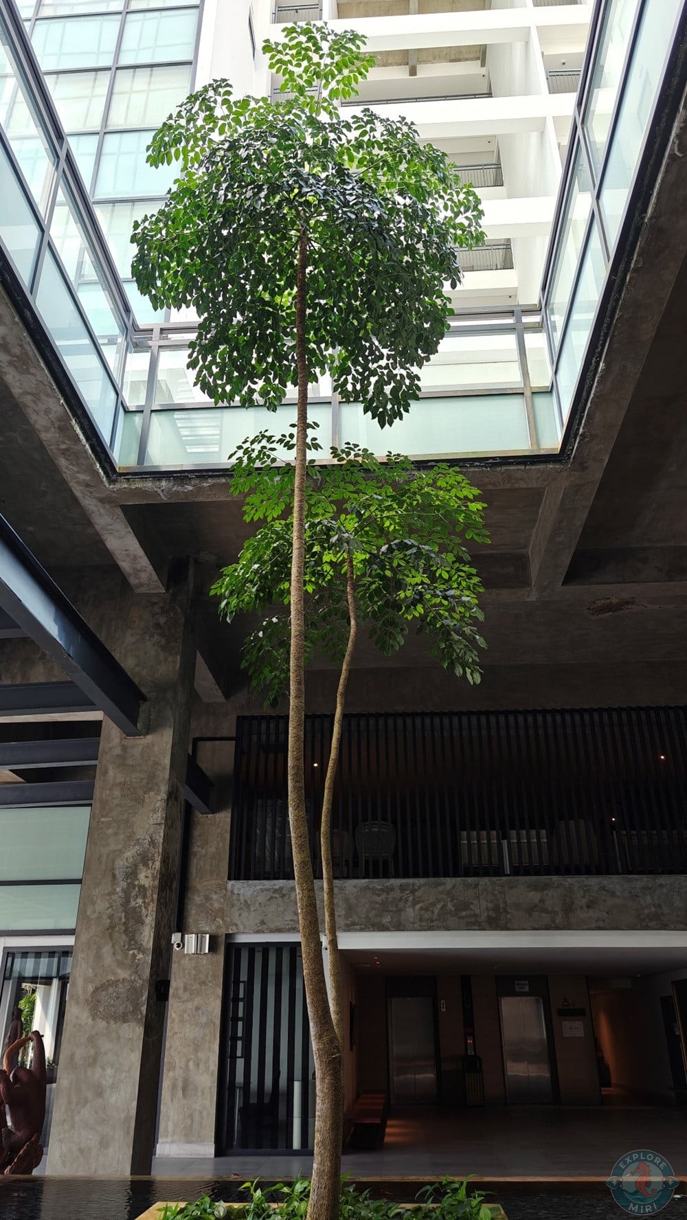 Jinhold Hotel Miri Indoor Pond with Tree