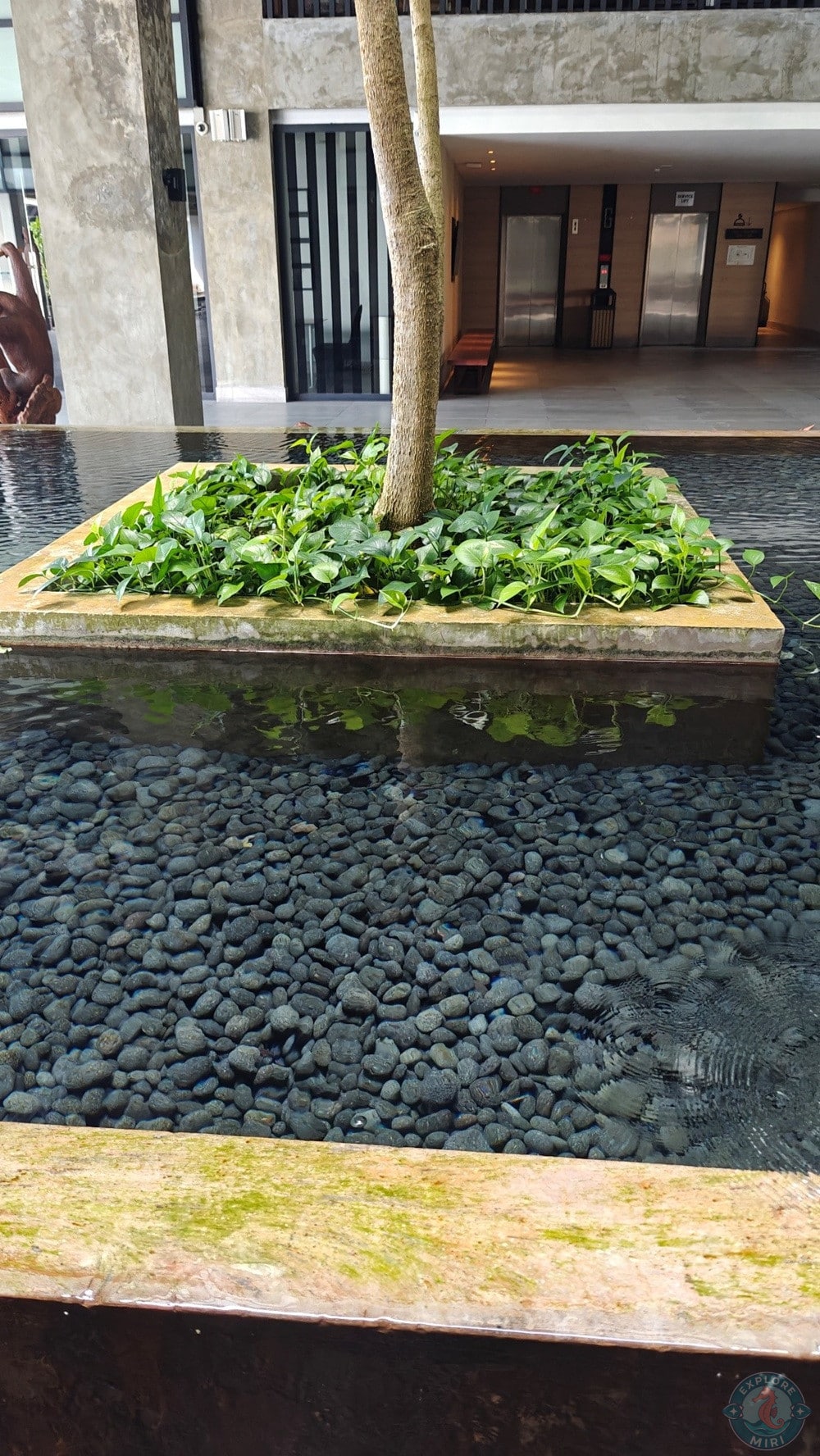Jinhold Hotel Miri Indoor Pond with Tree
