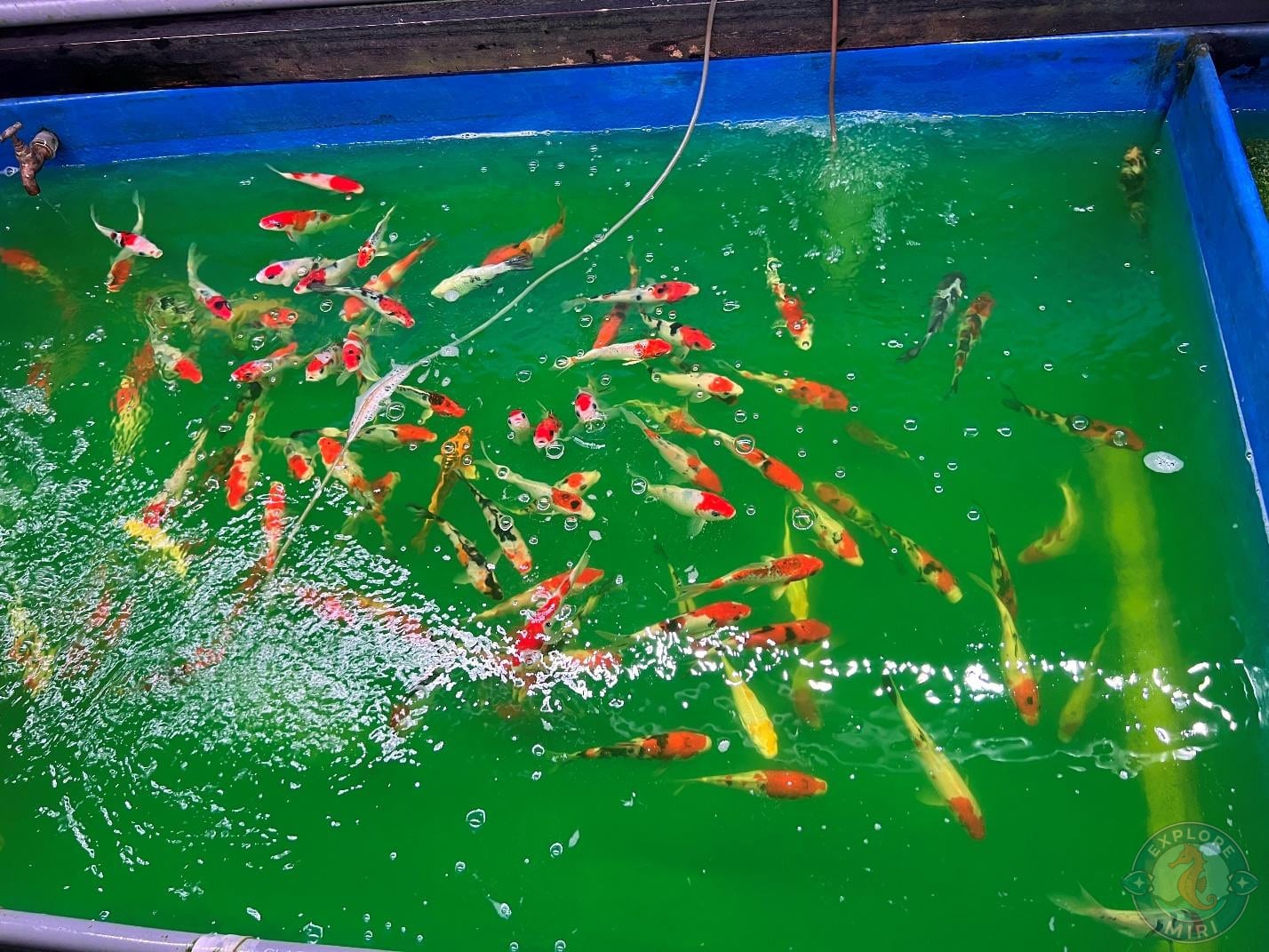 KOI baby fishes in the tanks