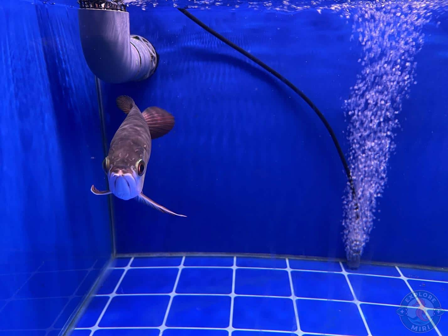 another arowana fish