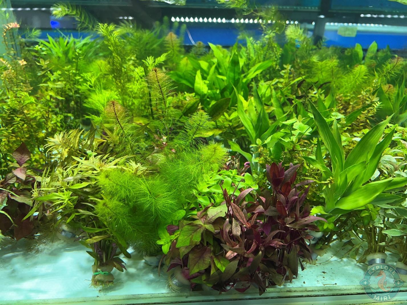 aqua plants