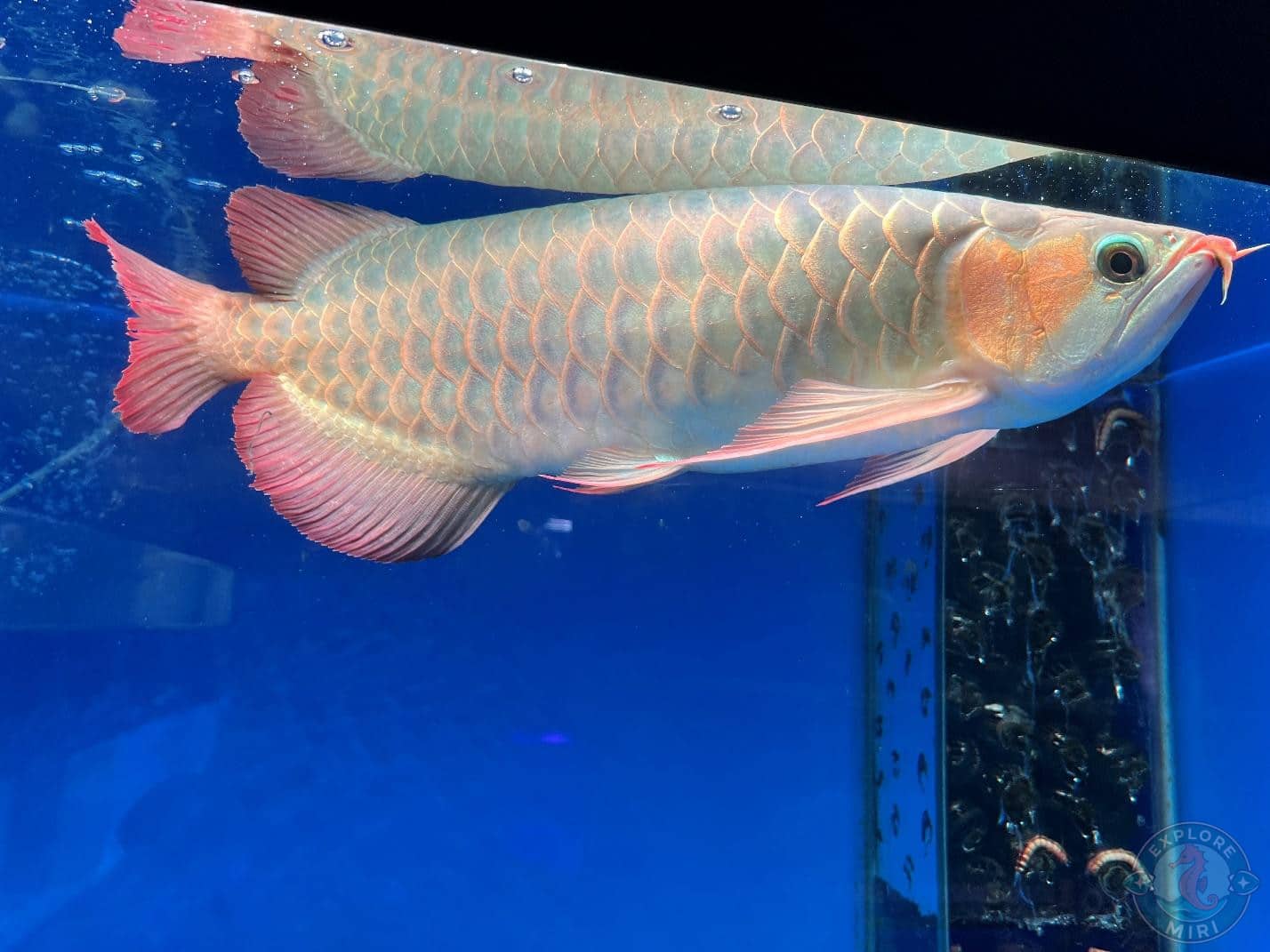 arowana looked like it had a grumpy face
