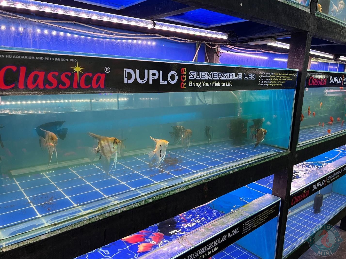 baby fishes in the tanks