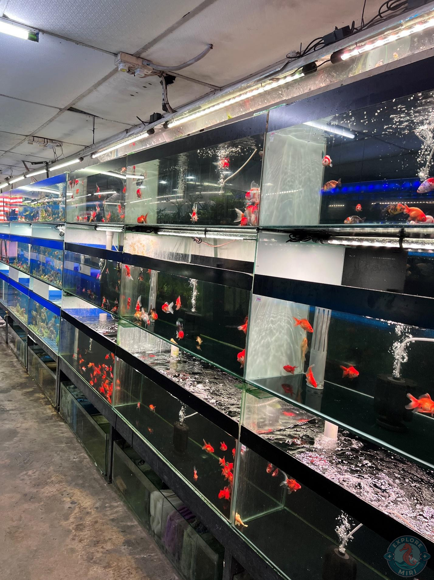 bright orange of a goldfish next to all the water and blue lighting looked really good