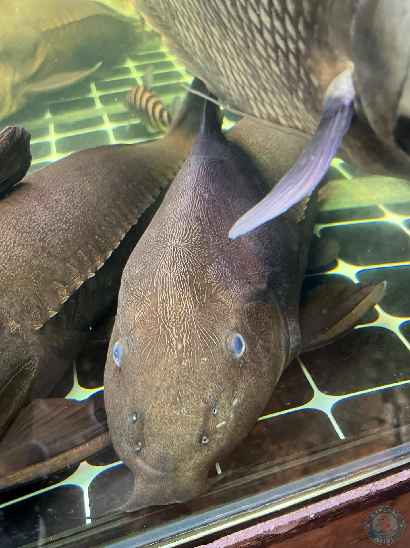 brown catfish