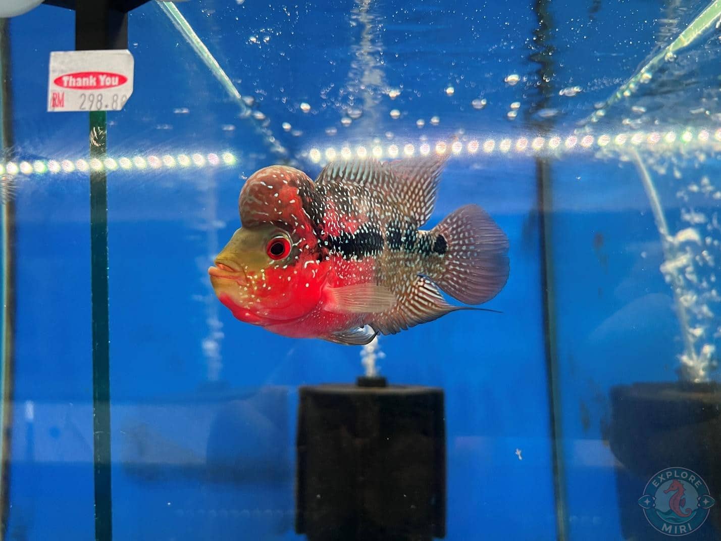 colourful Flowerhorn