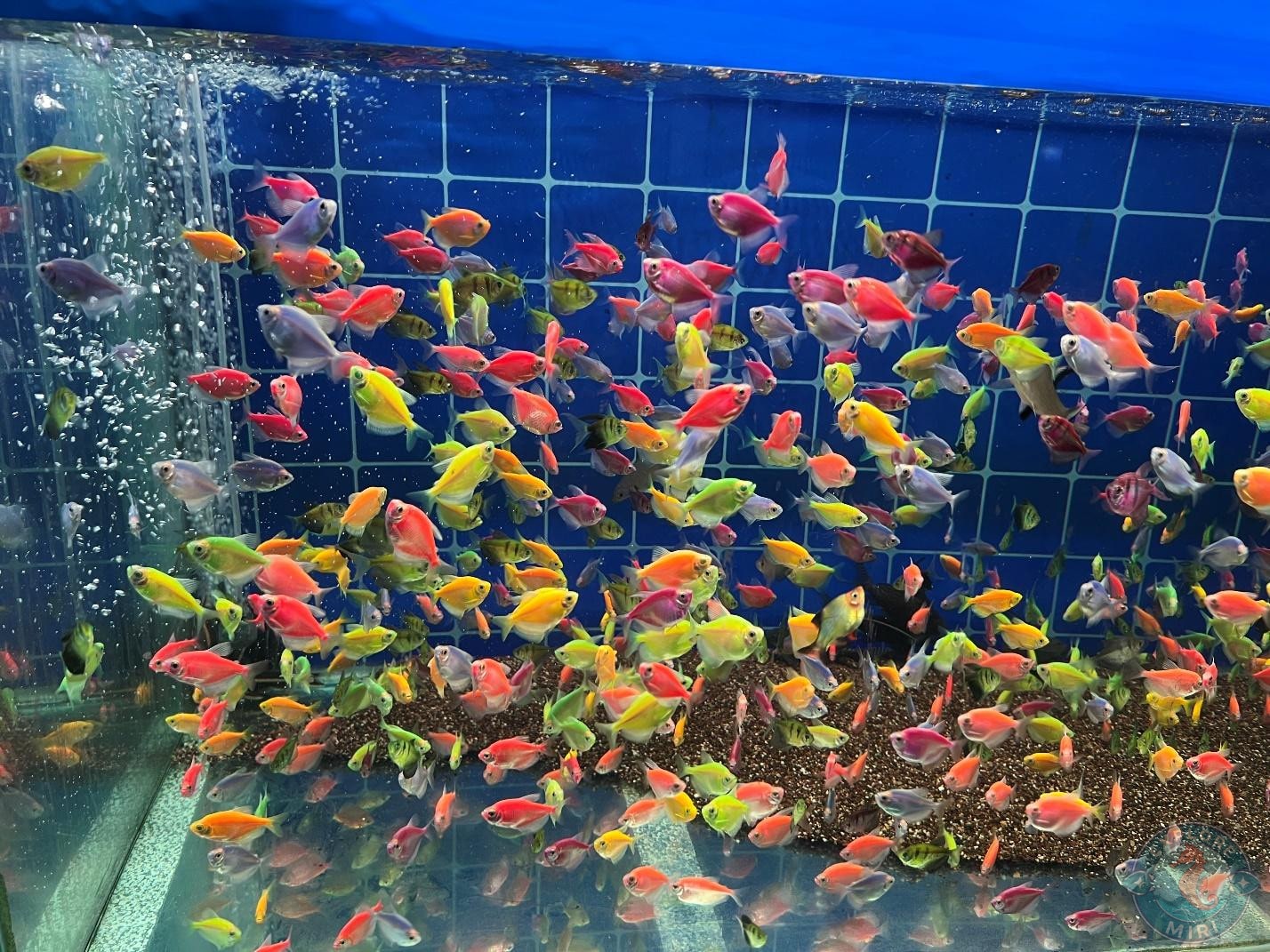 colourful glofish
