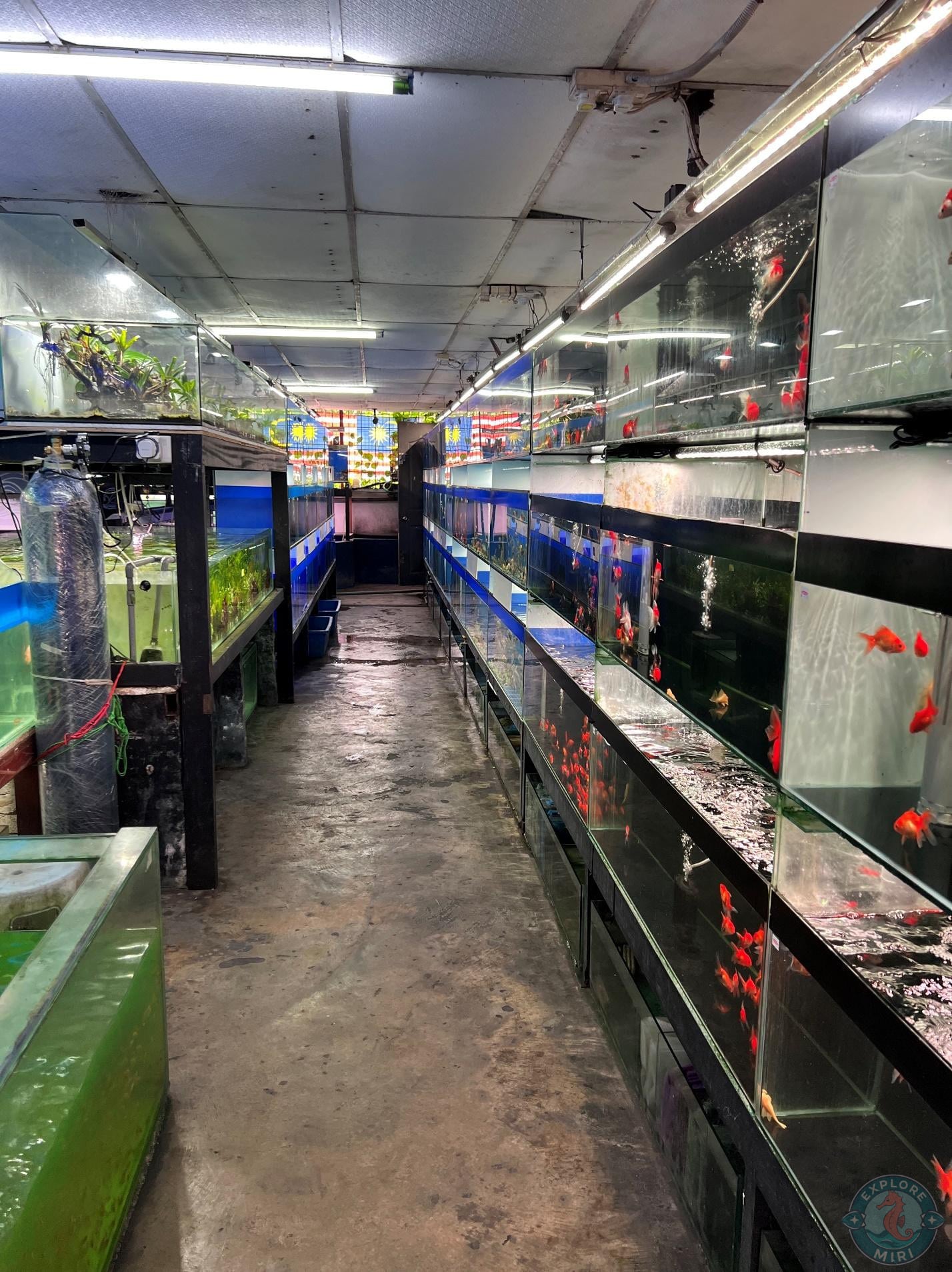 corridor filled with tanks of fishes