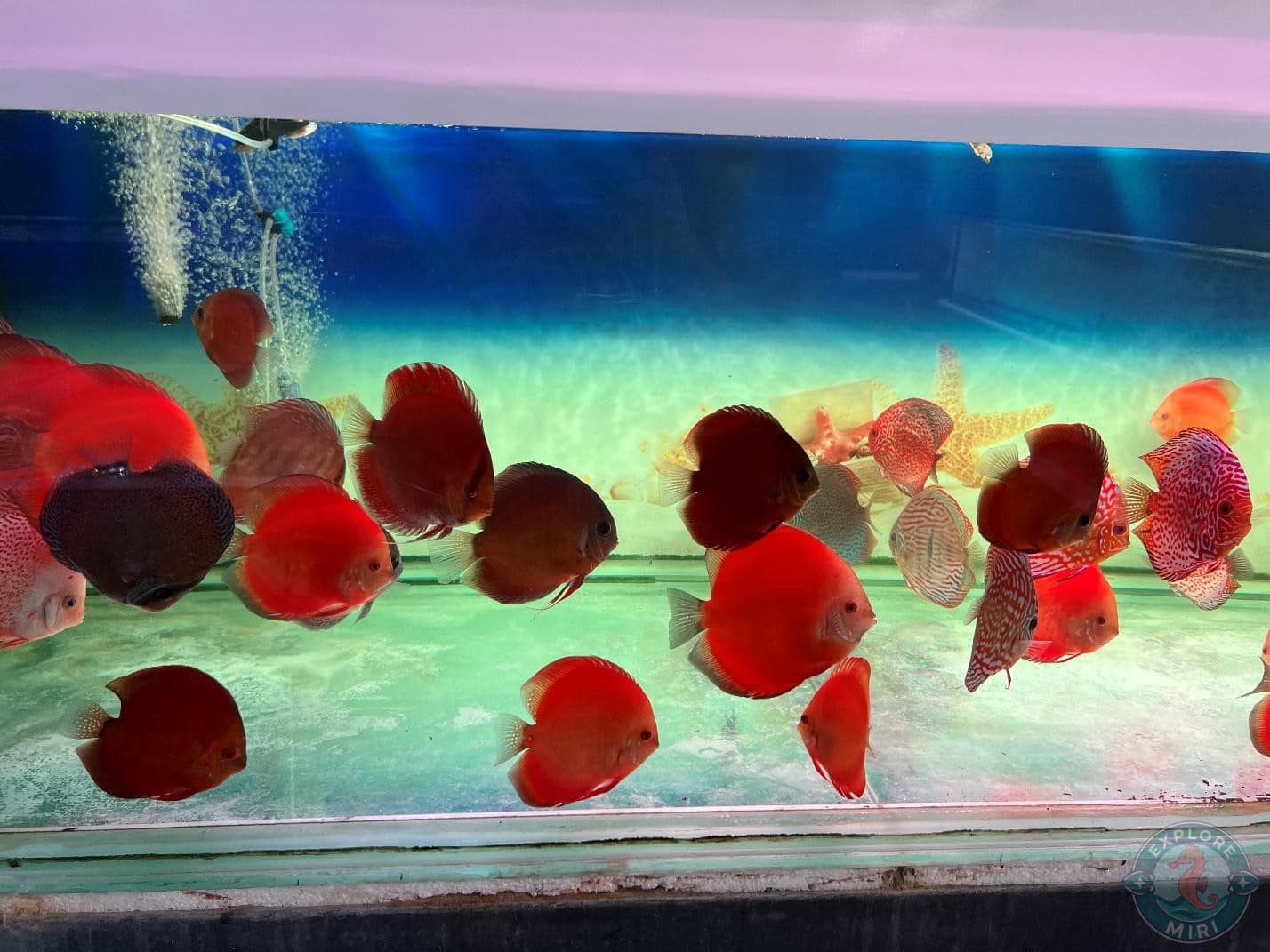 different shades of red