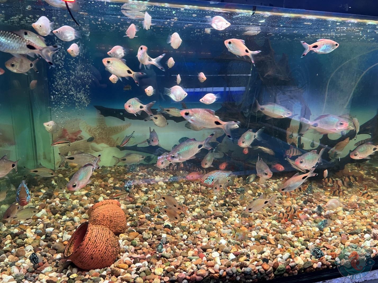 different shapes of fishes