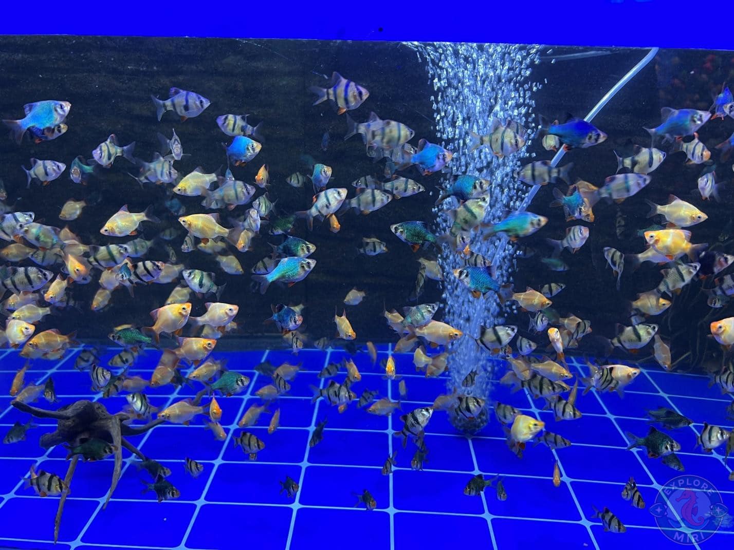 goldfish in various colours and shapes