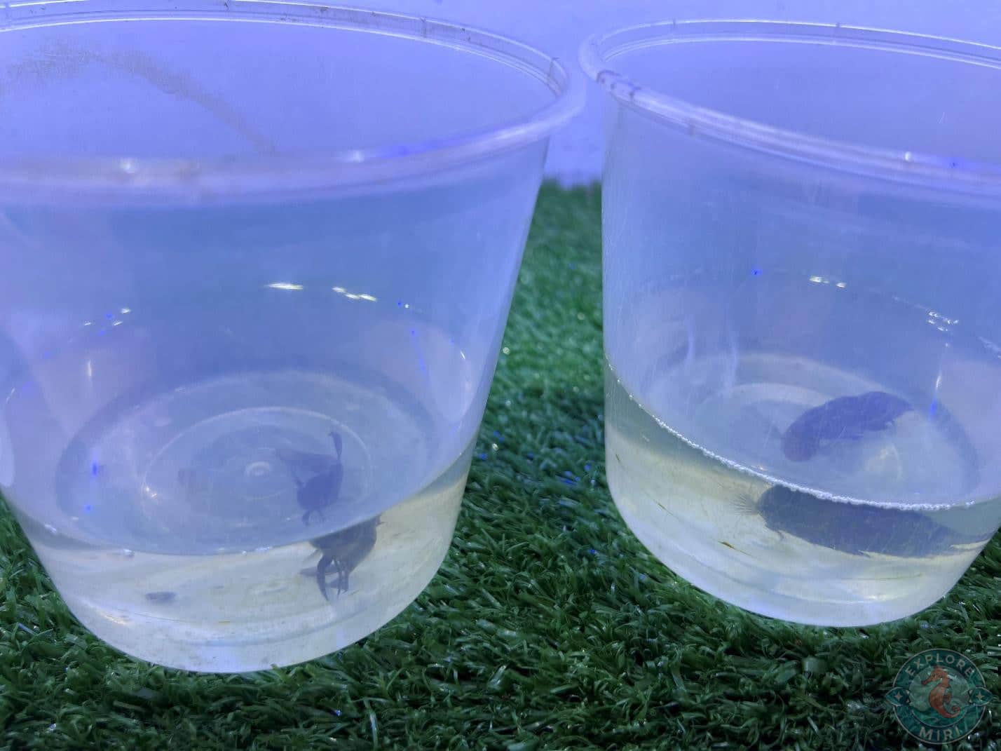 little betta Fish in cups
