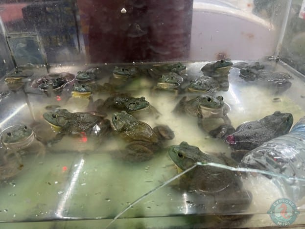 live frogs