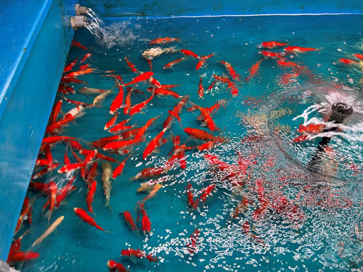 more KOI baby fishes in the tanks