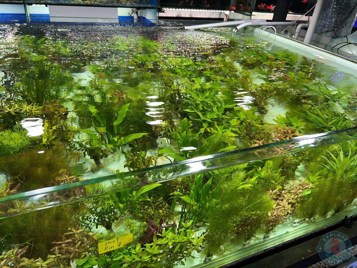 more aqua plants here