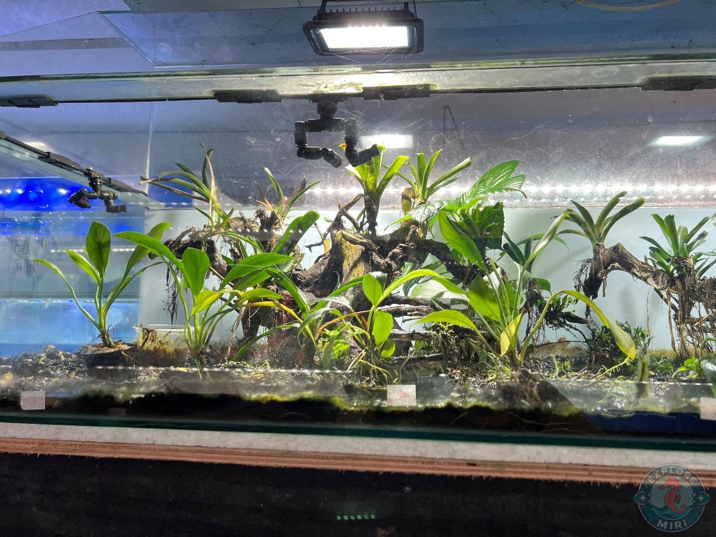 more aqua plants there