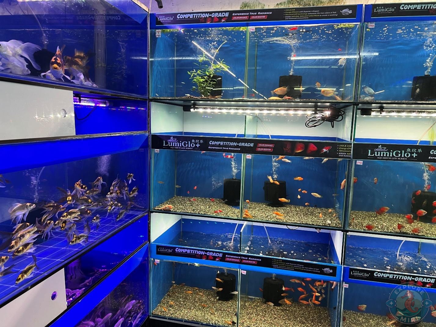 more aquariums