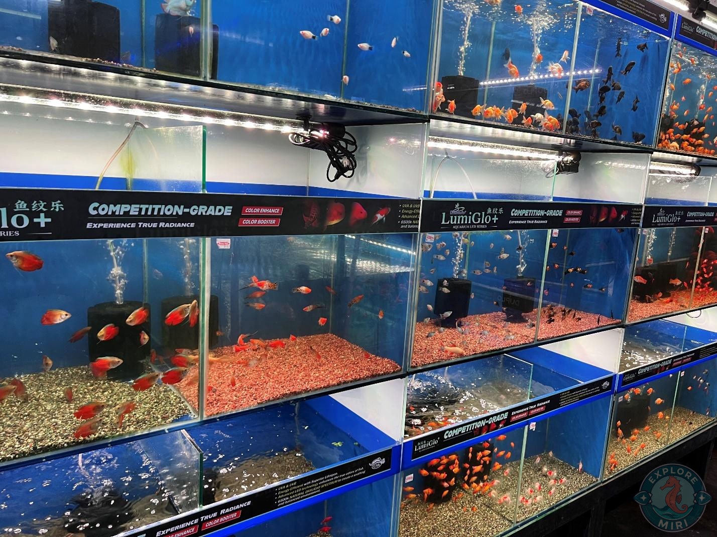 more stacks of aquariums