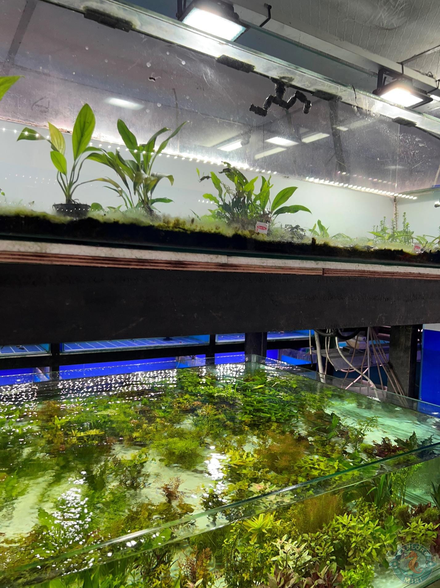 still more aqua plants there