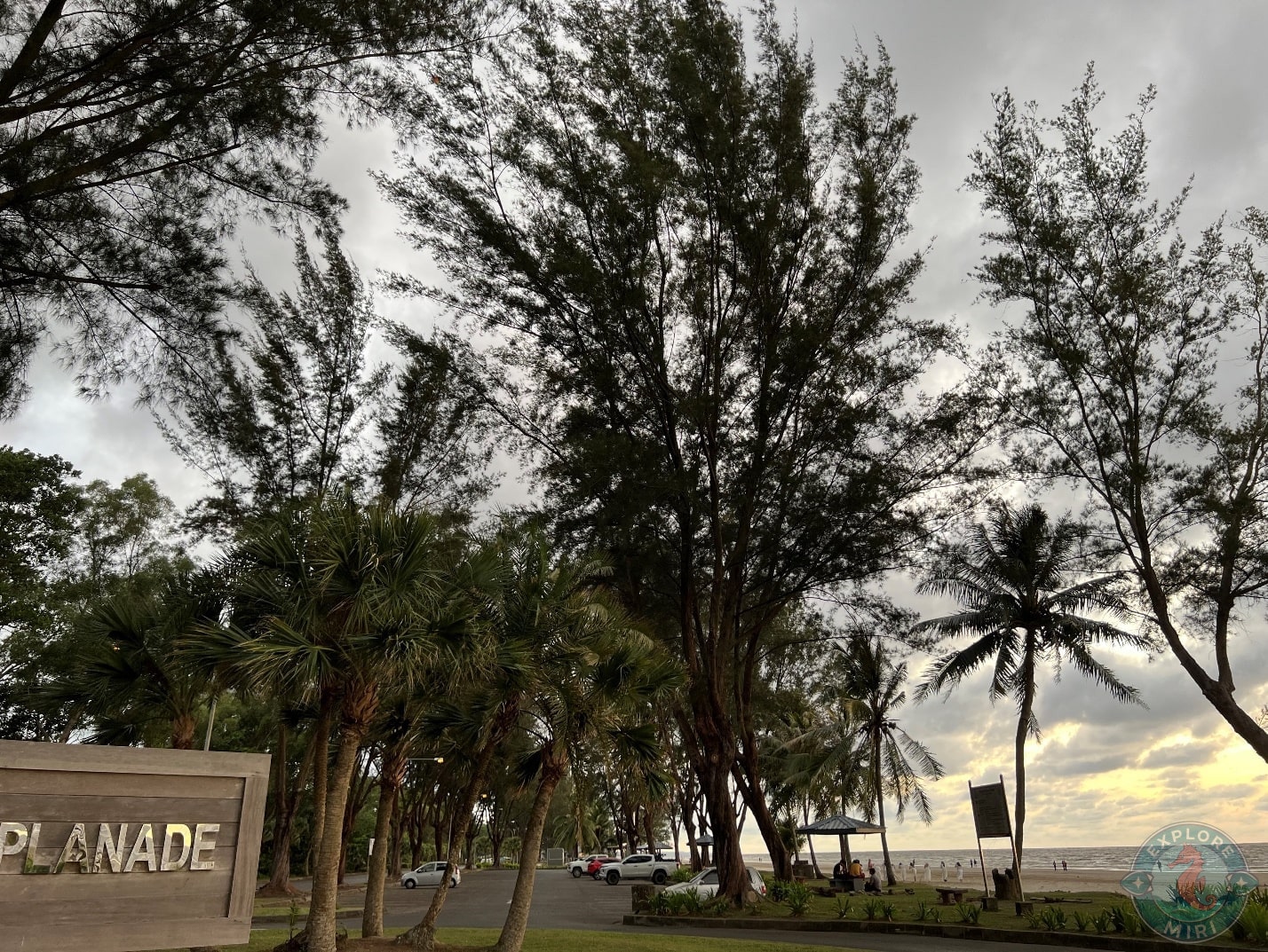 swaying and tall palm trees