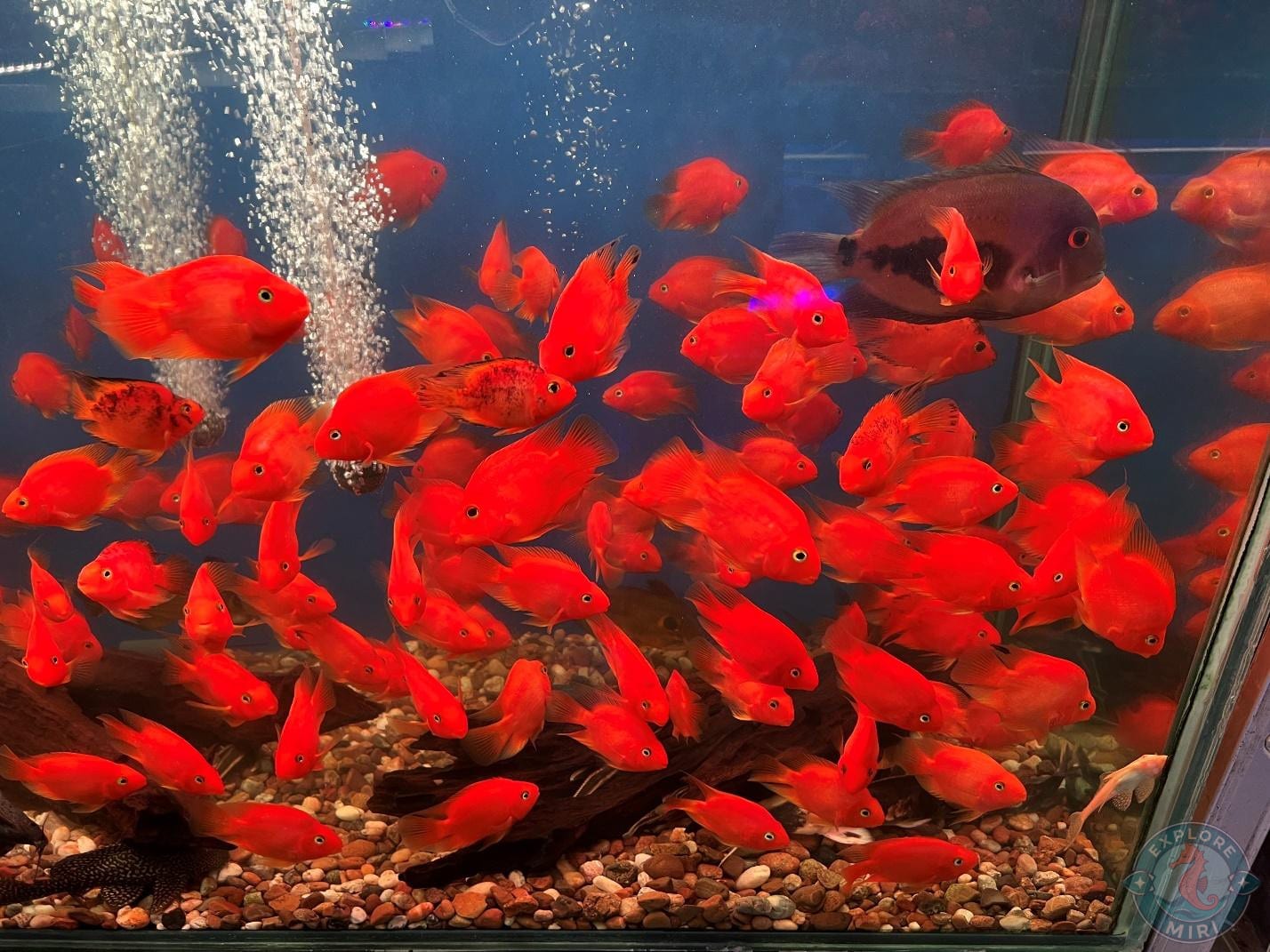 tank filled with bright red fishes