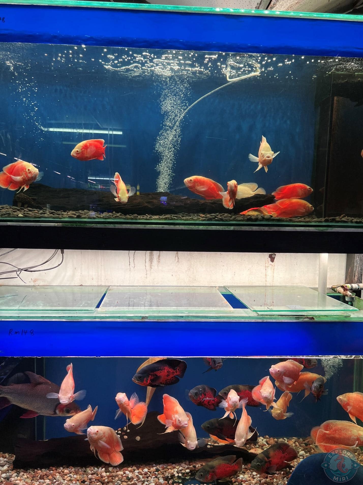 tank filled with red fishes